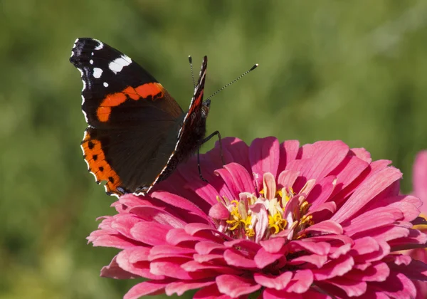 Amiral rouge papillon sur fleur — Photo