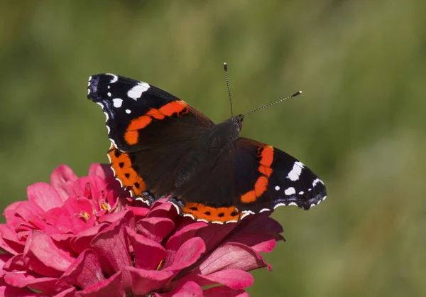 Red Admiral butterfly — Stock Photo, Image