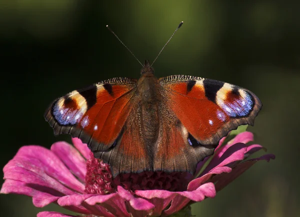 Papillon paon européen — Photo