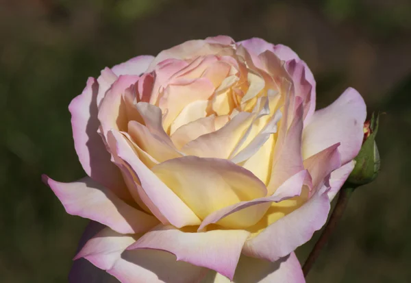 Rosa. — Foto Stock