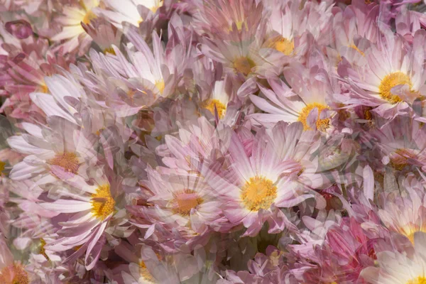 菊の花の背景 — ストック写真