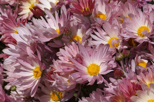 Chrysanthemums — Stock Photo, Image