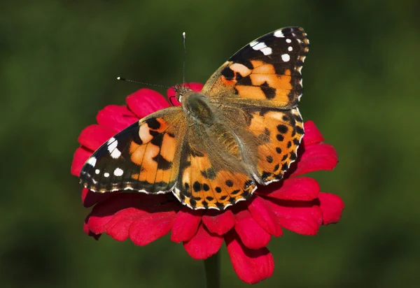 Malowane pani motyl — Zdjęcie stockowe