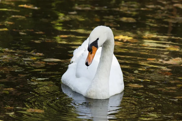 Bílá Labuť — Stock fotografie