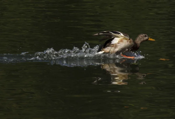 Wild duck — Stock Photo, Image