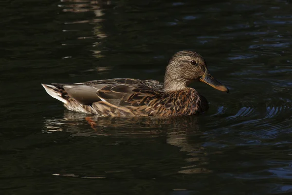 Wild duck — Stockfoto