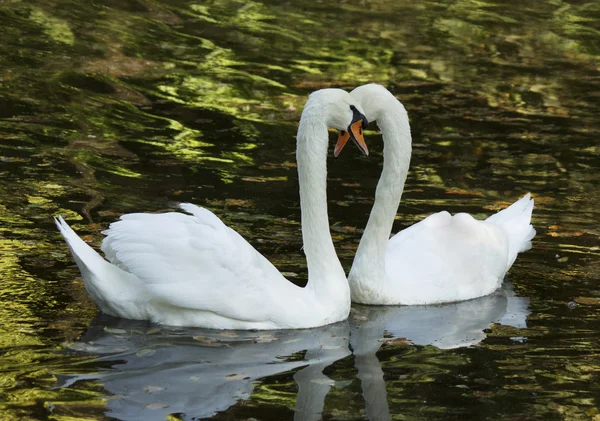 Twee witte zwanen — Stockfoto