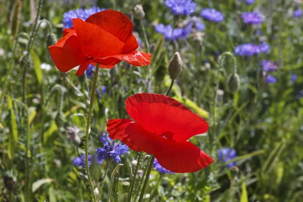 Rode papavers op weide — Stockfoto