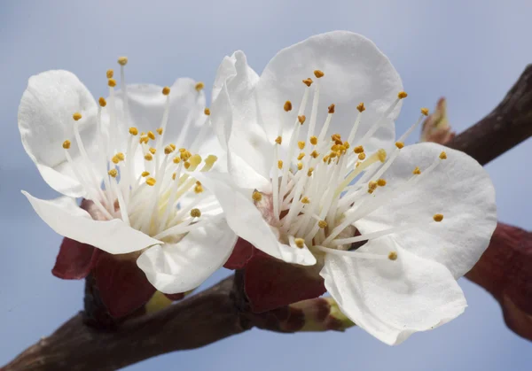 Apricot tree blossom — Stock Photo, Image