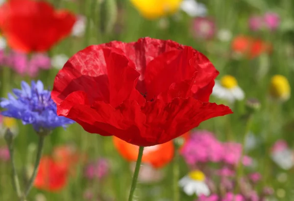 Rode papavers op weide — Stockfoto