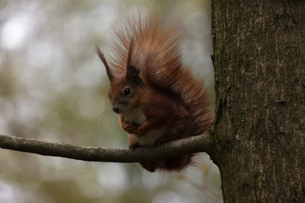 Squirrel on branch of tree — Stock Photo, Image