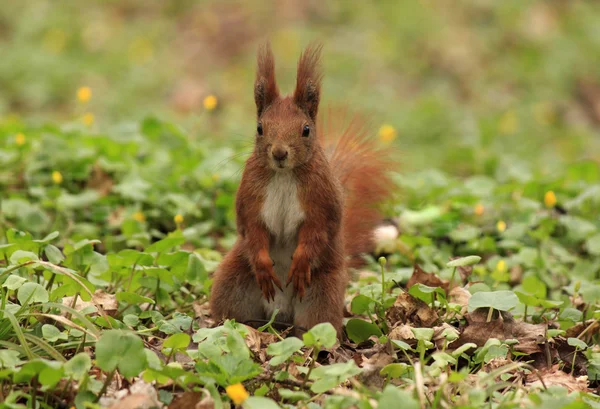 Wiewiórka siedzi w trawie — Zdjęcie stockowe