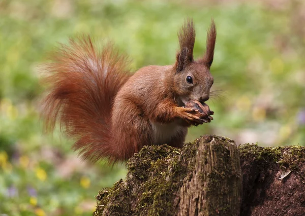 Squirrel eating walnut — Stock Photo, Image
