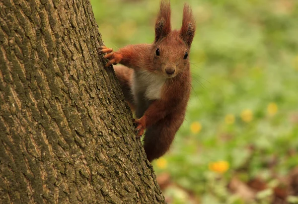 Squirrel on tree — Stock Photo, Image