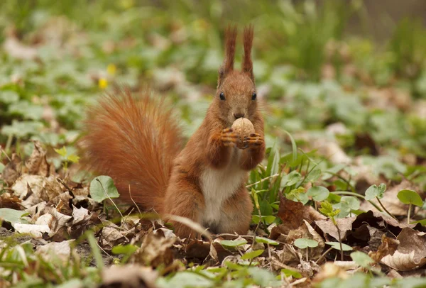 Eichhörnchen frisst Walnuss — Stockfoto