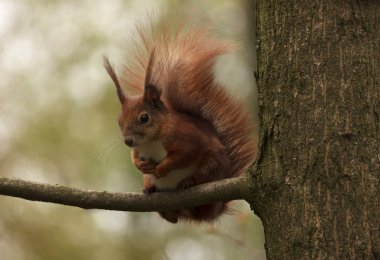 Ağaç dalına sincap