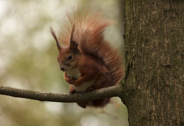 Esquilo no ramo de árvore — Fotografia de Stock