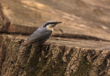 Ağaç güdük üzerinde oturan sıvacı kuşu
