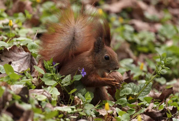 Eichhörnchen mit Walnuss — Stockfoto