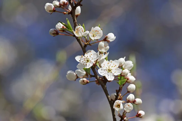 Blossoming branch of cherry tree — Stock Photo, Image