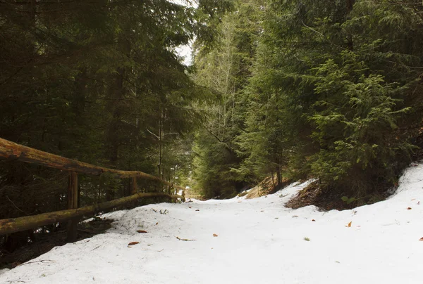 Chemin dans la forêt des montagnes des Carpates — Photo