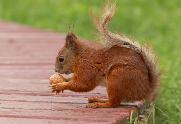 Squirrel with walnut — Stock Photo, Image
