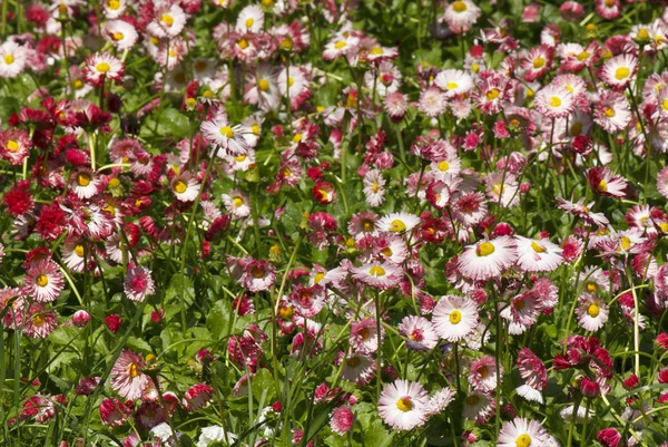 Crisantemos en el jardín — Foto de Stock