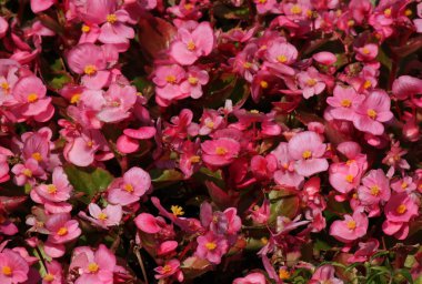 Pink Begonia flowers
