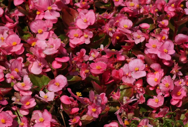 Pink Begonia flowers — Stock Photo, Image