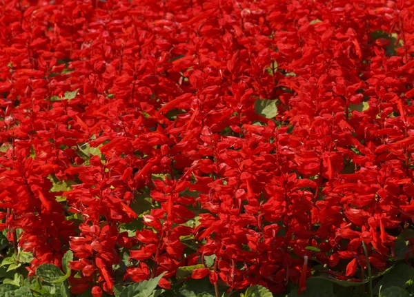 Rode salvia bloemen — Stockfoto