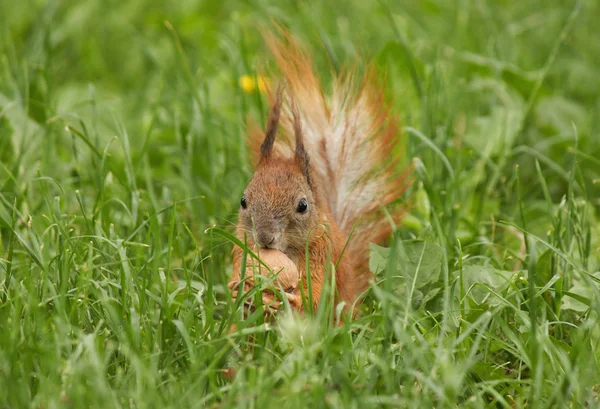 Squirrel with walnut — Stock Photo, Image