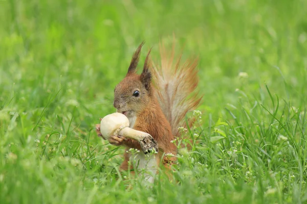Wiewiórka jedzenia grzybów — Zdjęcie stockowe