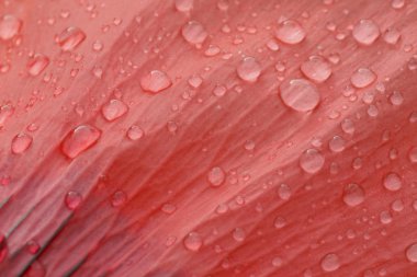 haşhaş yaprağı üzerinde yağmur damlaları