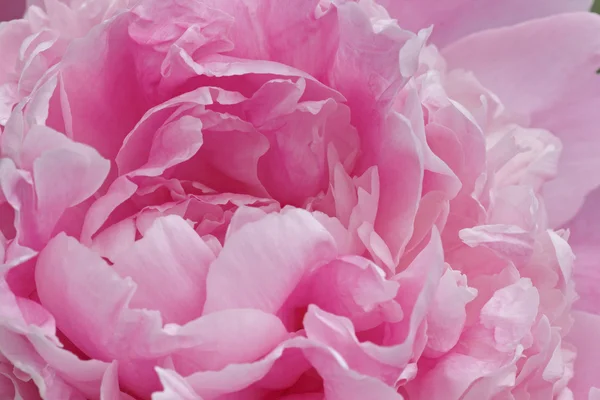 Fiore di peonia rosa — Foto Stock