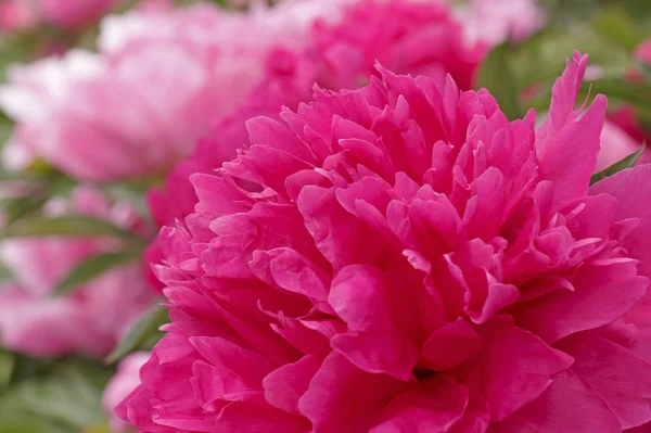 Flor de peónia rosa — Fotografia de Stock