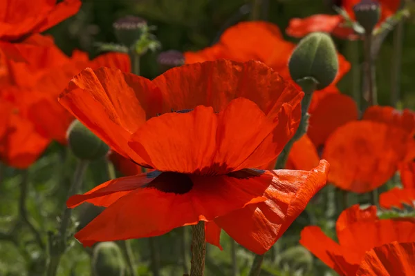 Rode papavers — Stockfoto