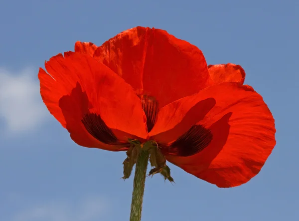 Amapola roja sobre el cielo azul — Foto de Stock