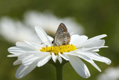 Papatya çiçek kelebek