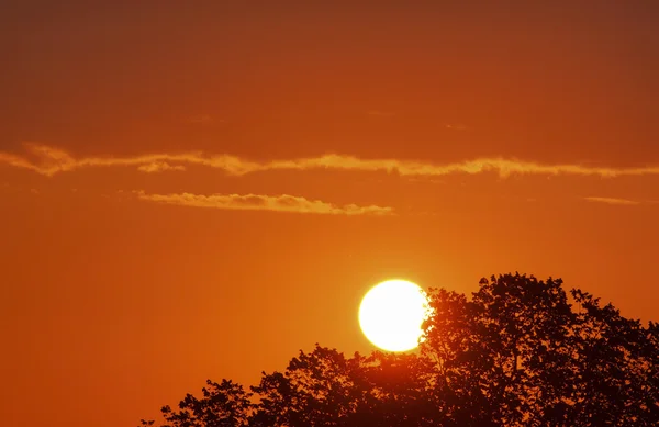 日の出の木の後ろに太陽 — ストック写真