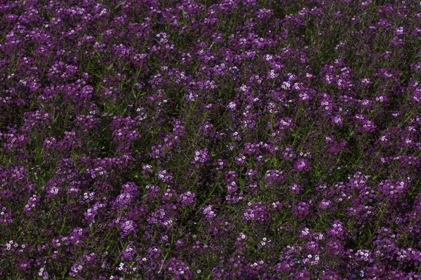 Flores violetas en un jardín — Foto de Stock