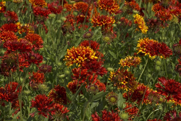 Flores en un jardín — Foto de Stock