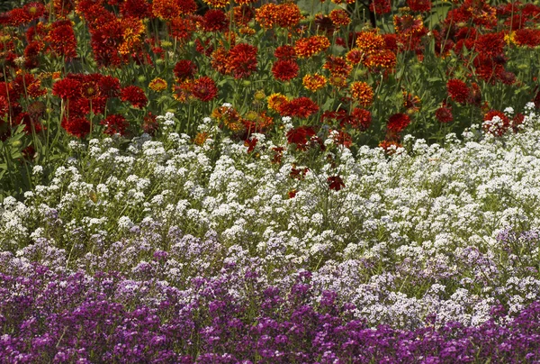 Cama de flores — Fotografia de Stock