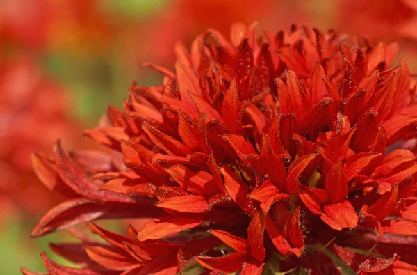 Närbild av röd blomma — Stockfoto