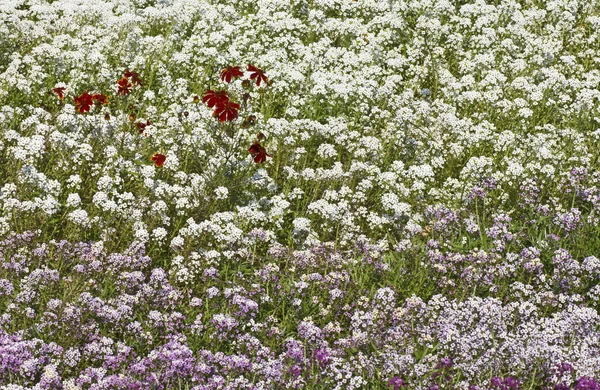 Parterre en el jardín — Foto de Stock