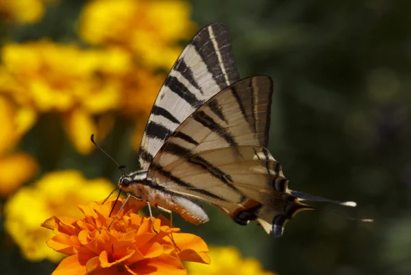 Primer plano de la mariposa cola de golondrina — Foto de Stock