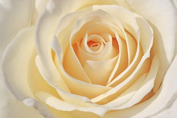 White rose — Stock Photo, Image