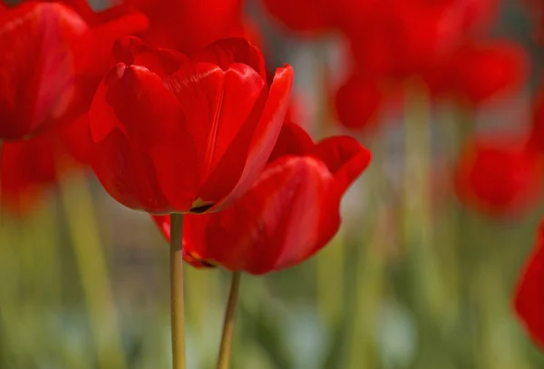 Červené tulipány v zahradě — Stock fotografie