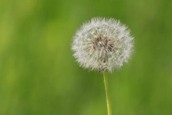 Close up of blowball — Stock Photo, Image