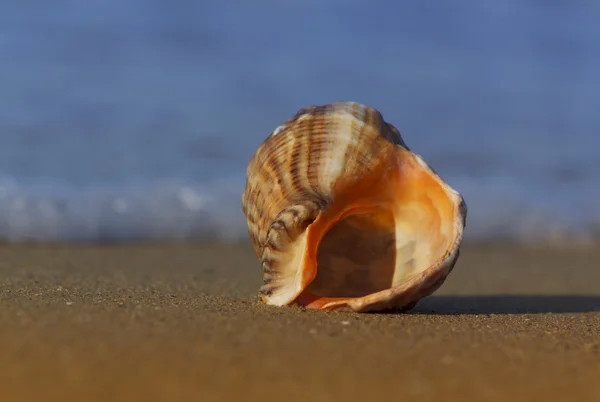 Seashell en la costa del mar —  Fotos de Stock