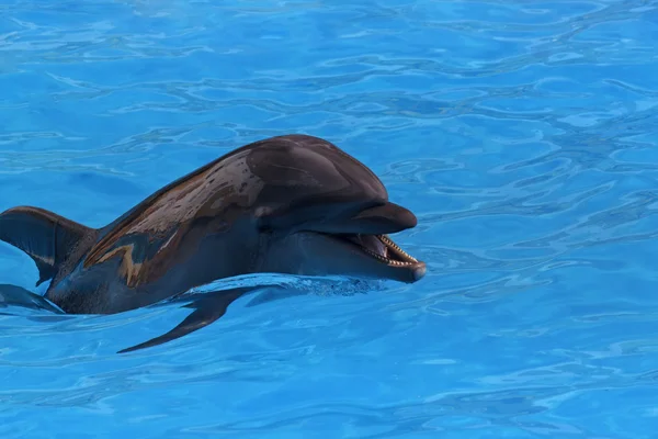 Delphin im blauen Wasser — Stockfoto